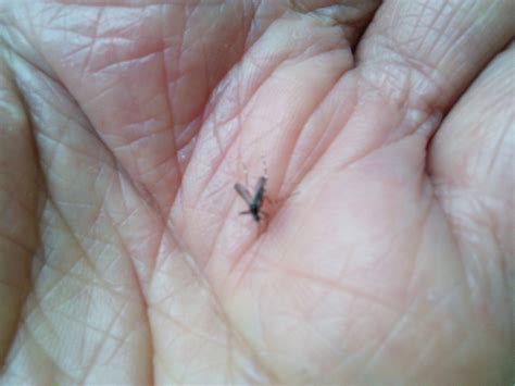 See full list on miyakyo0001.com 蚊の種類8つと生態!感染症の危険はある？ | タスクル