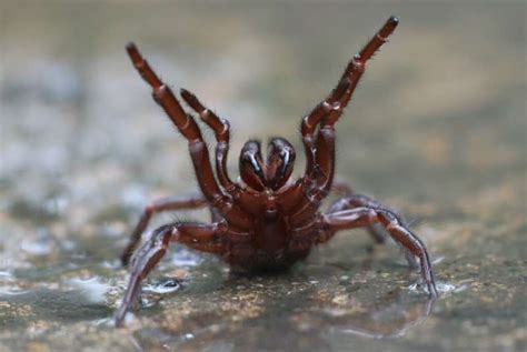 Aussie Scientists See Life Saving Potential In Spider Venom