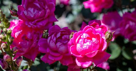 13 Of The Best Hardy Rose Types Gardeners Path