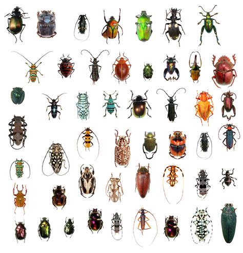 Beetles And Wasps Vie For Title Of Most Diverse Critter Ncpr News