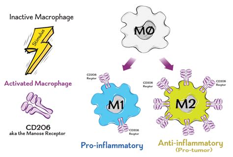 Our Approach Macrophage Therapeutics Inc