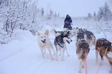 Dog Sledding Adventures In Swedish Lapland The Wandering Lens