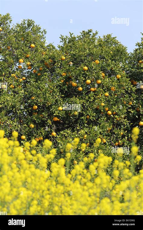 Orange Trees With Fruits On Plantation Stock Photo Alamy
