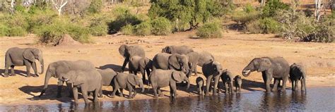 parc national de chobe botswana afrique