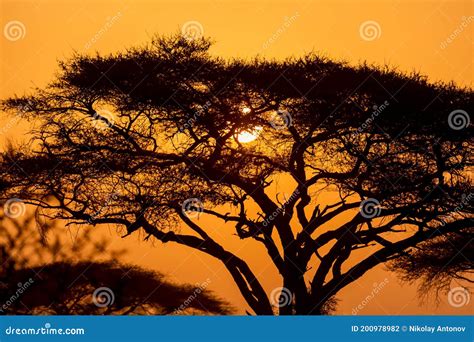 Typical Iconic African Sunset With Acacia Tree In Serengeti Tanzania