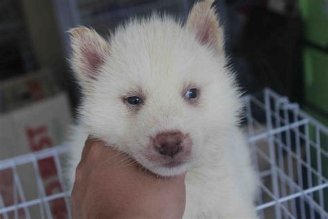 Buy and sell on gumtree australia today! LovelyPuppy: Full White Siberian Husky Puppy
