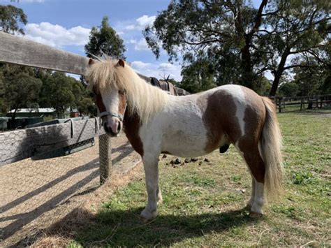 Miniture Pony For Sale Horses And Ponies Gumtree Australia Macedon