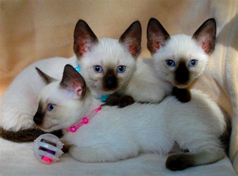 Siamese Kittens Purebred Cfa Parents Illinois Ready Now For Sale