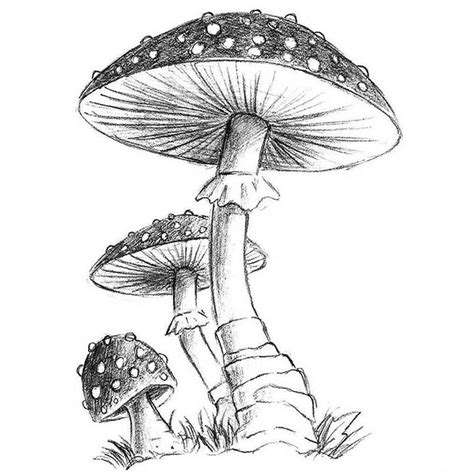 Cool Mushrooms Drawings