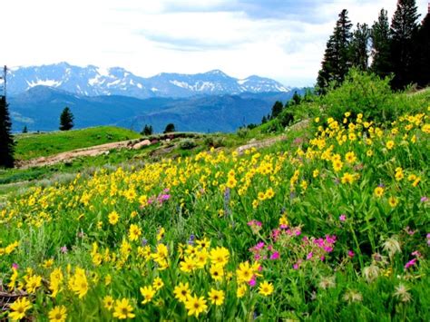 1600 X 900 Screensavers Mountain And Spring Wild Flowers Release 47