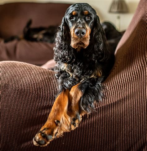 All gordon setter puppies are giving a complete vet check and vaccines at 7 weeks. Gordon setters: Distinguished, handsome and kindly dogs ...