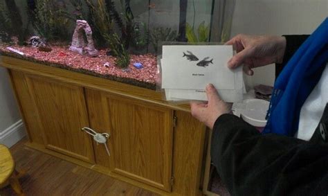 Fish Tank Flashcards Next To Real Fish Tank Montessori Preschool