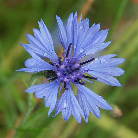 This Is The Blue Cornflower Prussias Traditional Flower As Germany