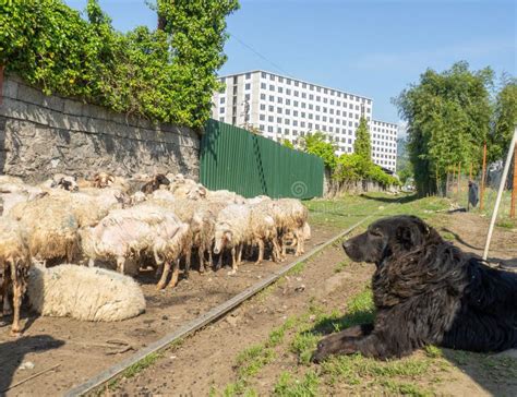 Flock Of Sheep Sheep Graze In The City Cattle Breeding Shepherds