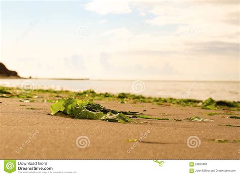 Natural Litter Stock Image Image Of Empty Ashore Natural 59885101