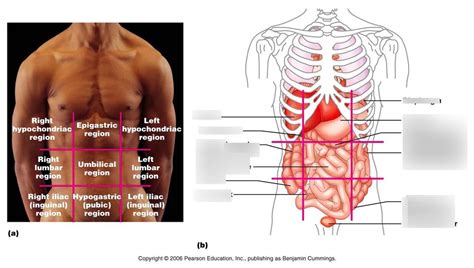 Anatomical Quadrants And Regions Quadrants And Regions Of Abdomen