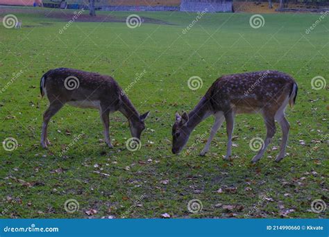 Two Fallow Deer In The Meadow Grazing Wildlife Nature Stock Photo