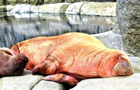 Cook Walrus Meat Well To Avoid Getting Sick Cdc Warns Immortal News