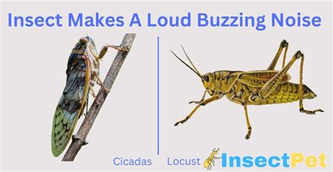 What Insect Makes A Loud Buzzing Noise Insectpet