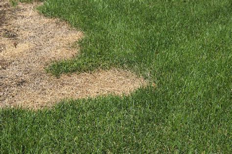 How To Avoid Garden And Lawn Fertilizer Burn