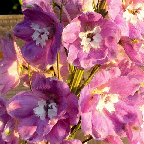 July Birth Flower Larkspur Prince George Florists