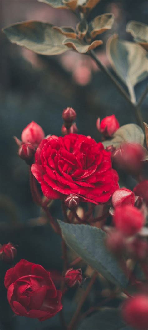 Red Rose Bush Garden Wallpaper 720x1600
