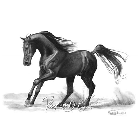 Black Stallion Pencil Drawing By Vlad Art