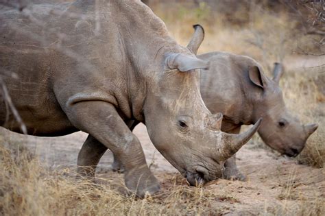 Rhino Horn Trade Triggers Extinction Threat Cnn