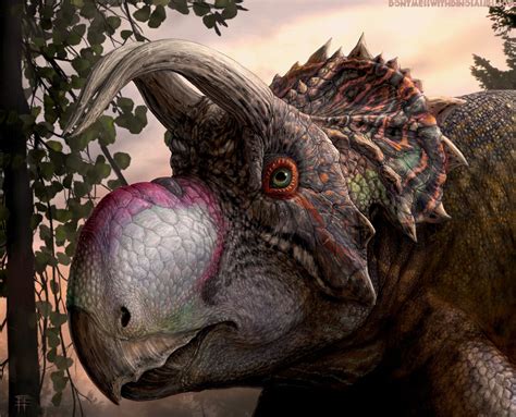 A New Species Of Ceratopsian Dinosaur Found In Montana Nicknamed As Ava By Paleontologists By