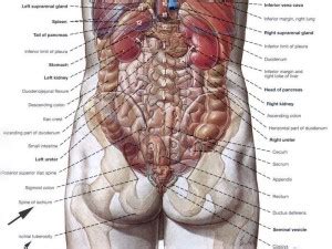 Important organs in the body are on your left side. Towards a Grand Unified Theory of Butt Rock - Overthinking It