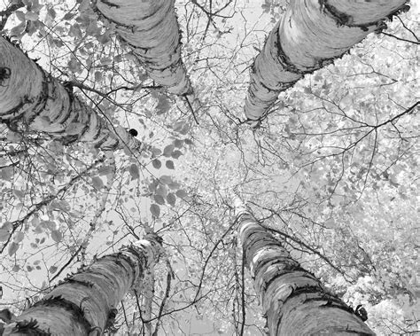 Birch Trees Art Photo Print Black And White Tree Picture Large