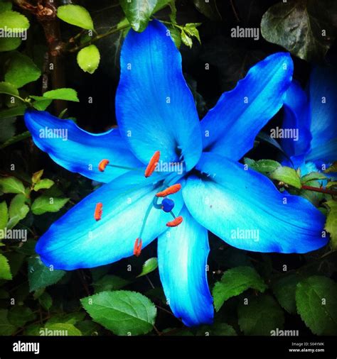 Blue Lily Stock Photo 309896179 Alamy