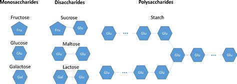 Download Monosaccharides Are Glucose Fructose Galactose