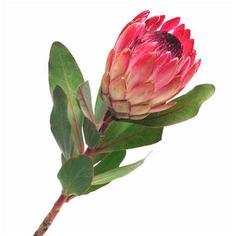 60 Top Protea Pictures Photos And Images Getty Images Protea Flower