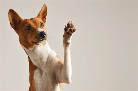Red Dog Paws Causes Prevention And Effective Remedies