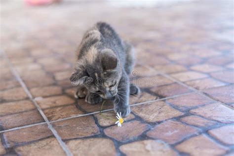 Little Kitten Playing With A Daisy Flower Stock Image Image Of Cute