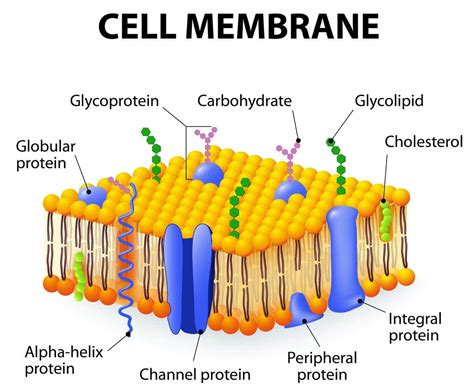 To Cell Membrane Functions Cell Diagram