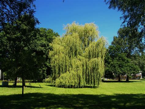 Los 5 Mejores árboles Para Tener Sombra En Nuestro Jardín
