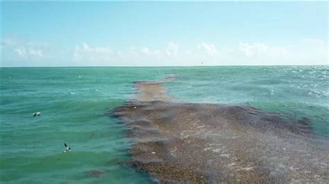 Red Tide Invasion Prompts Beach Closures In North Miami Dade Youtube