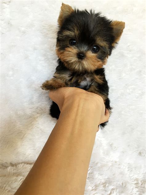 Pin By Donnell Campbell On Teeny Tiny Yorkies Cute Puppies Baby