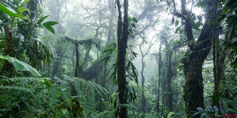 Matteo Colombo Photography Tropical Forest Panoramic Monteverde
