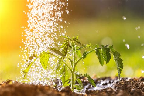 How Often Should You Water A Vegetable Garden Growing Happy Plants