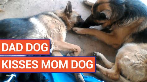 Amazing Dad Dog Takes Care Of New Mom Dog 2016 Daily Heart Beat Youtube