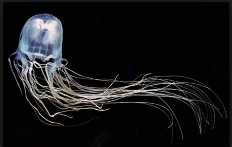 Box Jellyfish Jellyfish Deadly Animals Jellyfish Tattoo