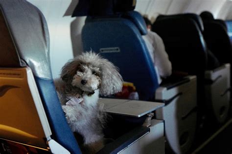 United airlines pet policy provides accommodations for pets whether they're allowed to sit in the cabin with their owner or transported separately. United Airlines Pet Policy (International, Cargo, Carry-on ...
