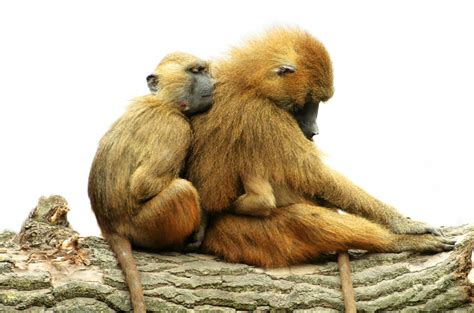 Guinea Baboons Animals Free Stock Photo Public Domain Pictures