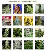 Pictures of Types Of Marijuana Seeds