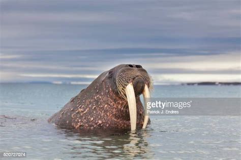 Image Of Walrus Photos And Premium High Res Pictures Getty Images