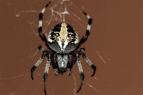 3840x2560 Animal Cobweb Insect Spider Spider39s Web 4k Wallpaper