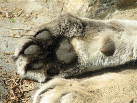 Cougar Paw Cougars Have Big Paws Josh More Flickr